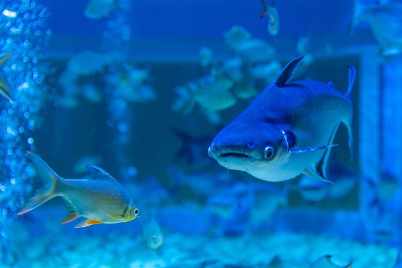 Iridescent Shark in a tank