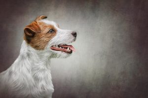Jack Russell Terrier dog portrait oil painting