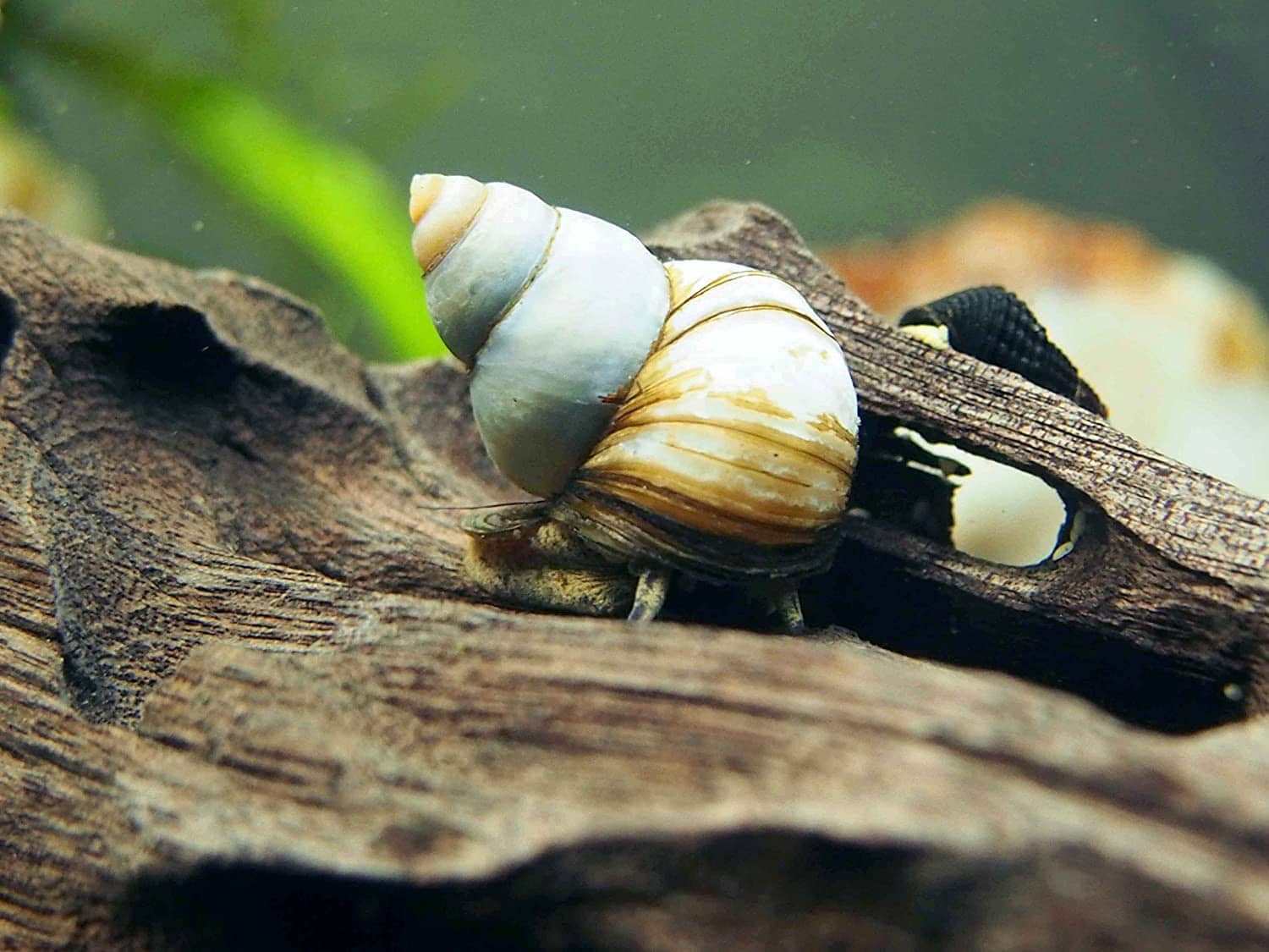 Japanese Trapdoor Snail