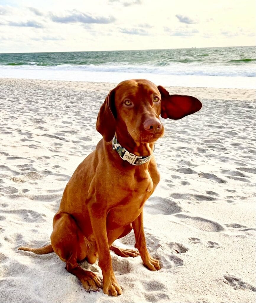 Jasper Dana Perinos Dog sitting in the sand