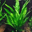Java Fern
