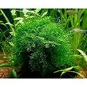 Java Moss