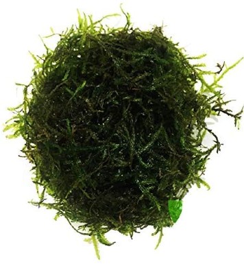 Java Moss