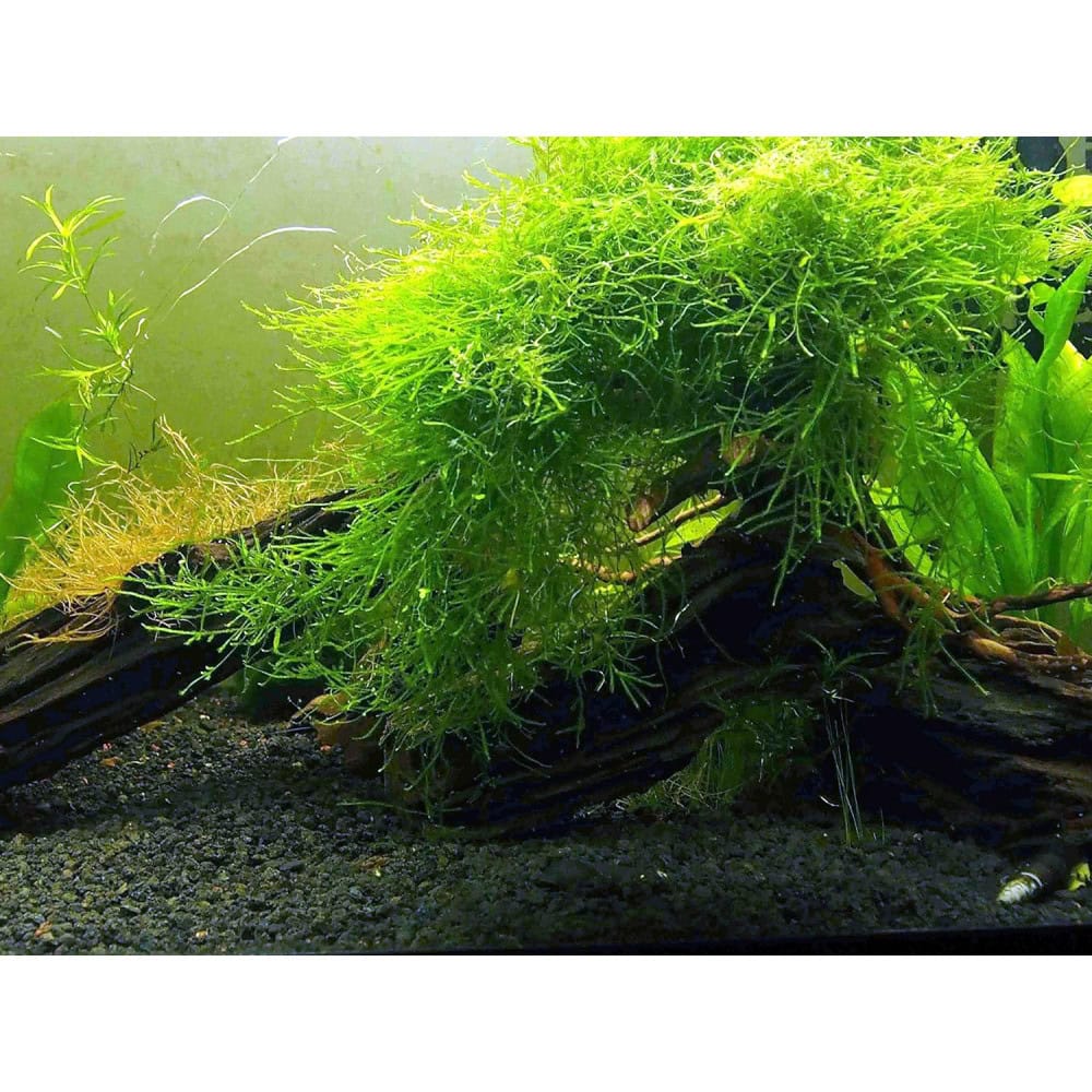 Java Moss