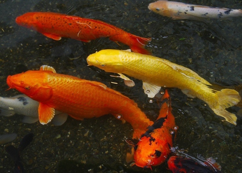 Koi Breeding