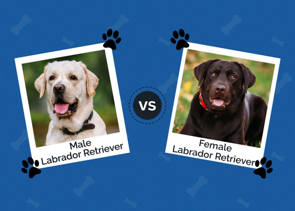 Male vs Female Labrador