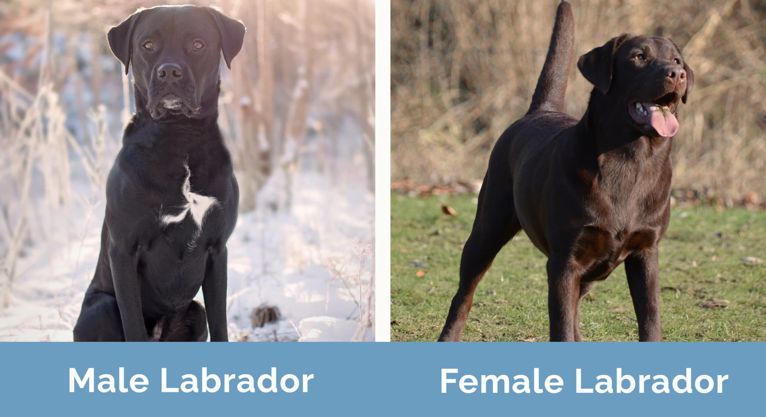 Male vs Female Labrador side by side
