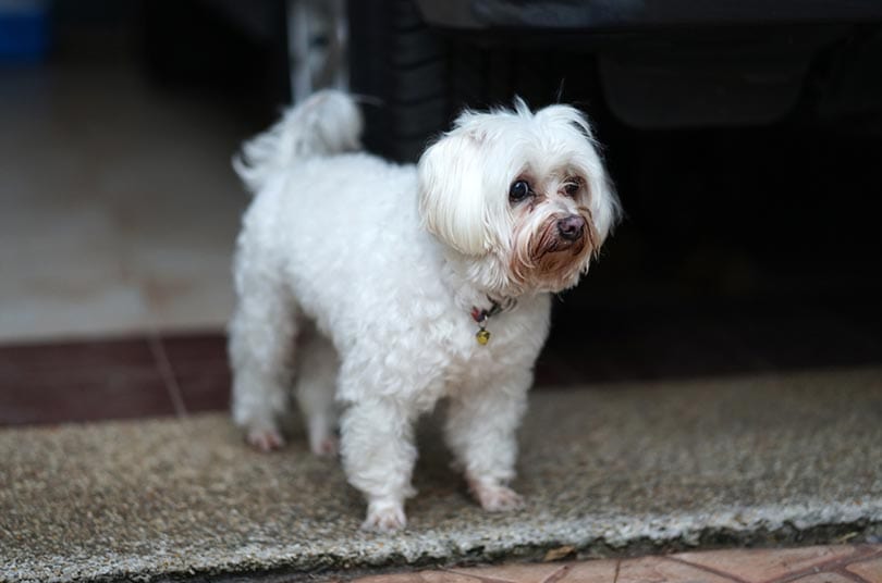 Maltese dog with tear stain standing on the floor
