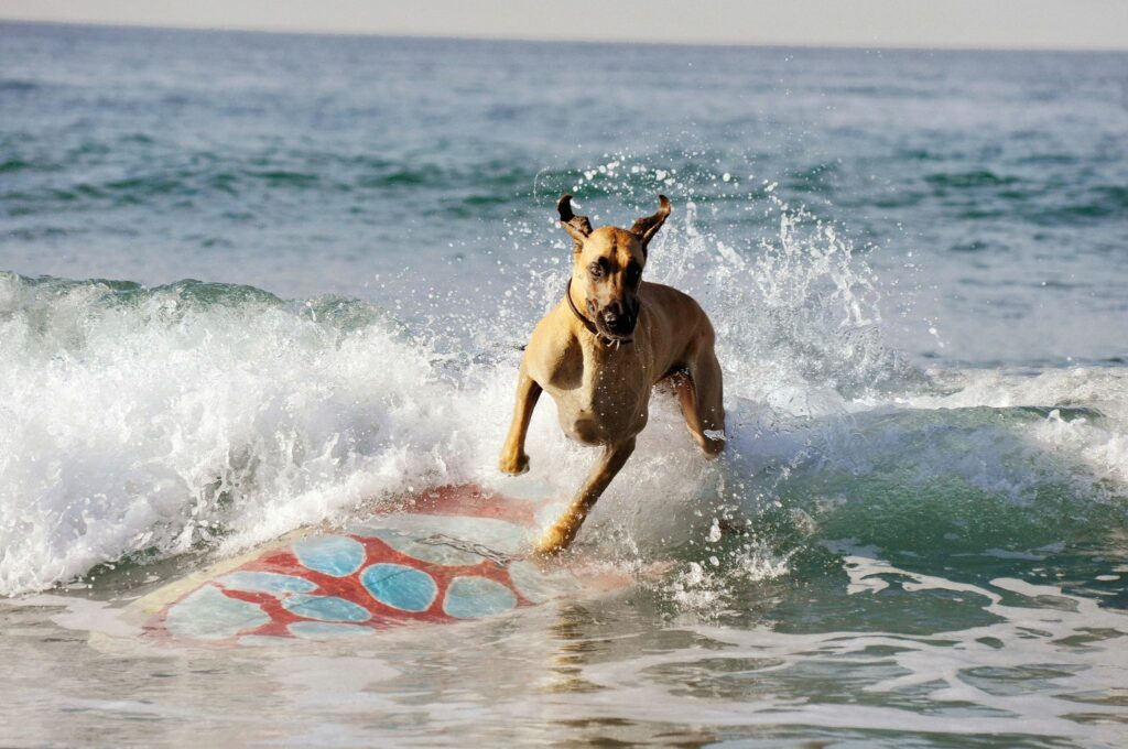 Marmaduke the dog