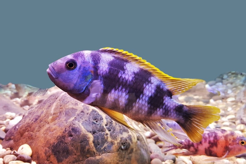 Mbuna cichlid in aquarium