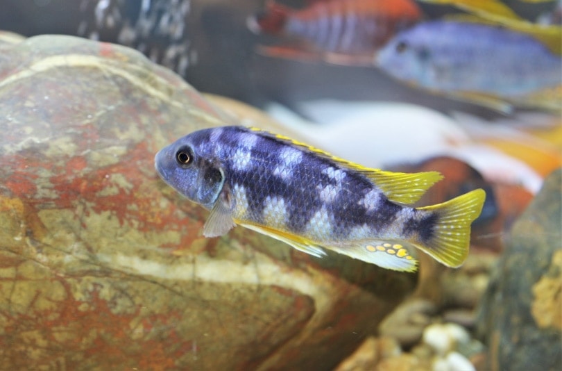 Mbuna cichlid in fish tank