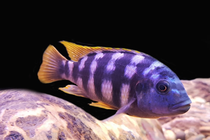 Mbuna cichlid in freshwater aquarium