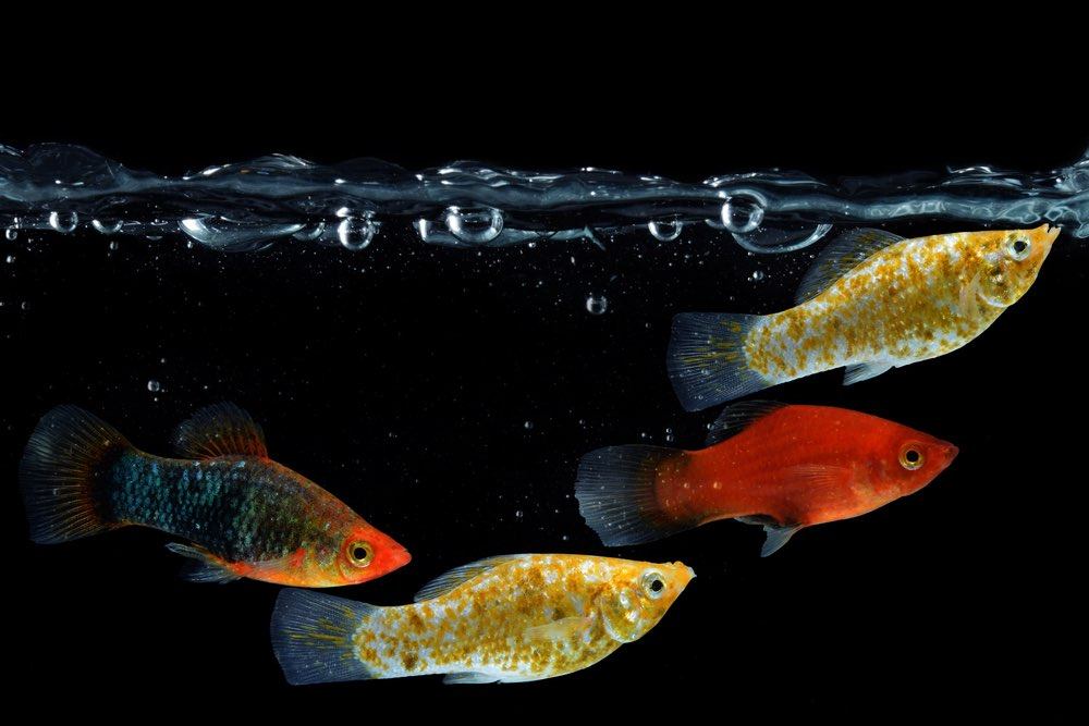 Molly fish isolated on black background.