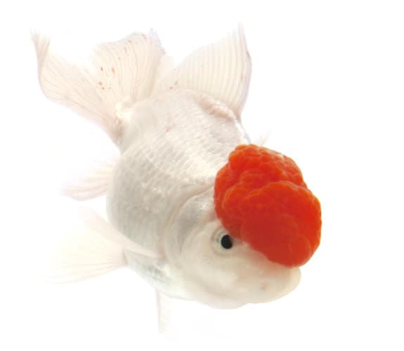 A white goldfish with a red head isolated on white