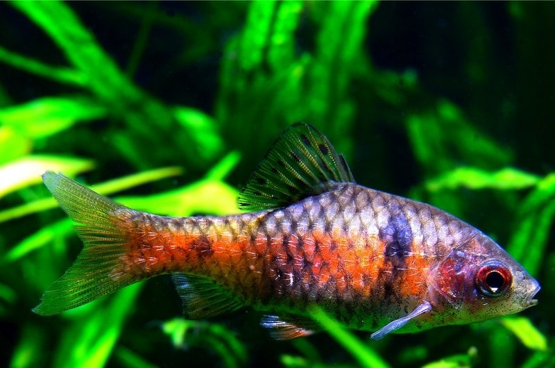Odessa Barb fish and plants