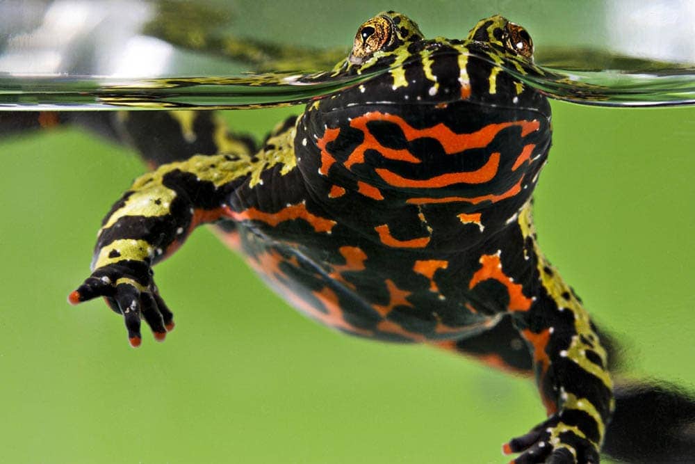 Oriental Fire–bellied Toad inside the aquarium