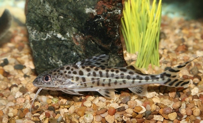 Pictus-Catfish