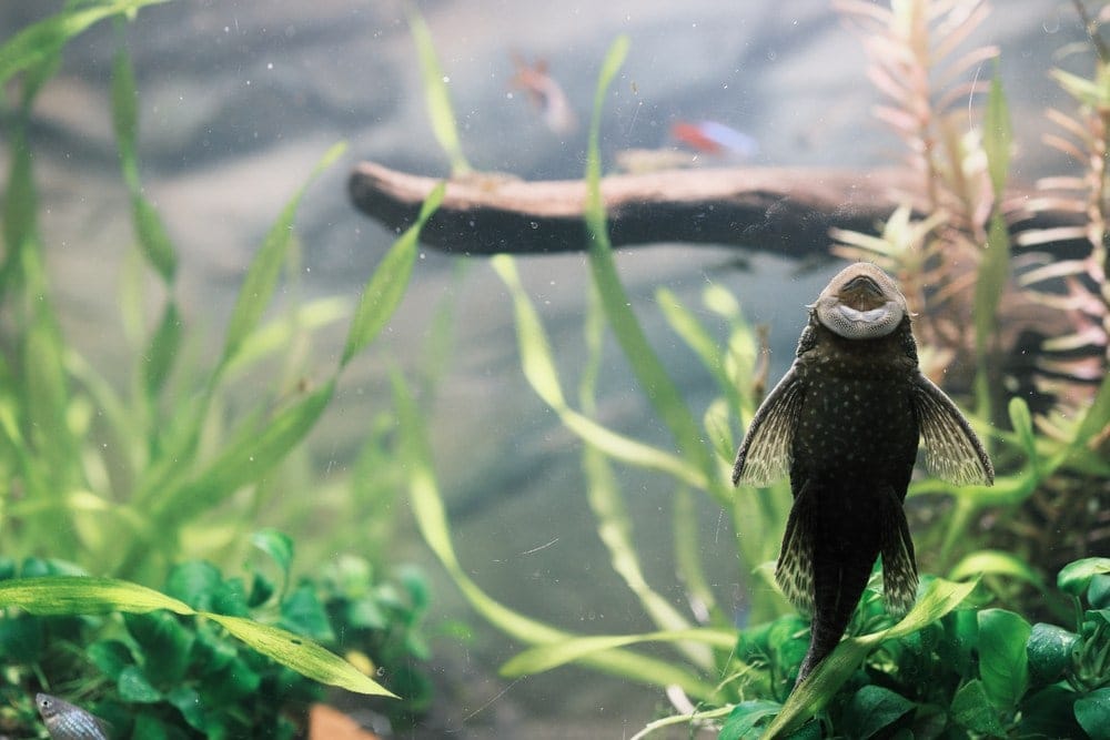 Pleco,In,The,Underwater,Forest