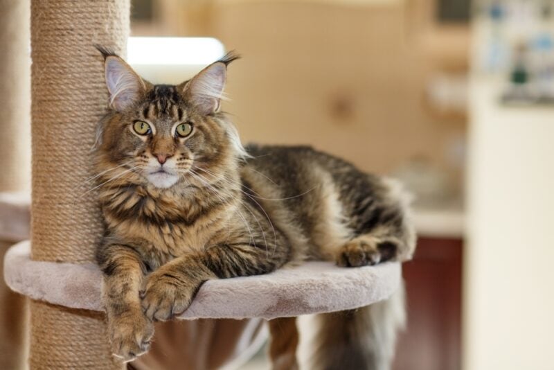 Portrait-of-a-cute-gray-tabby-Maine-Coon-kitten-lying-on-a-play-stand