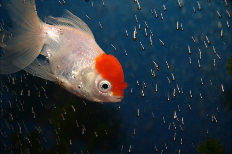 18 Rare & Expensive Goldfish (With Pictures) | Hepper Pet Resources