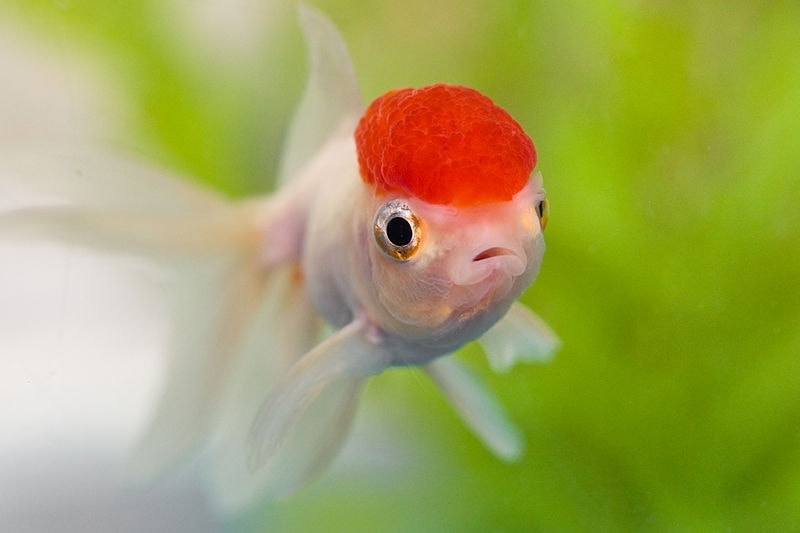 Red Cap Oranda Goldfish closeup