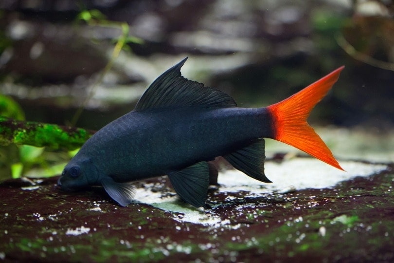 Red tailed black shark