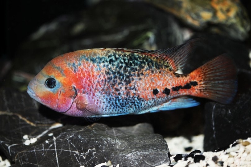 Redhead Cichlid