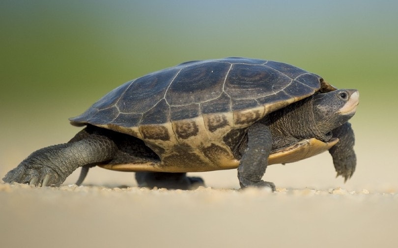 River Cooter turtle