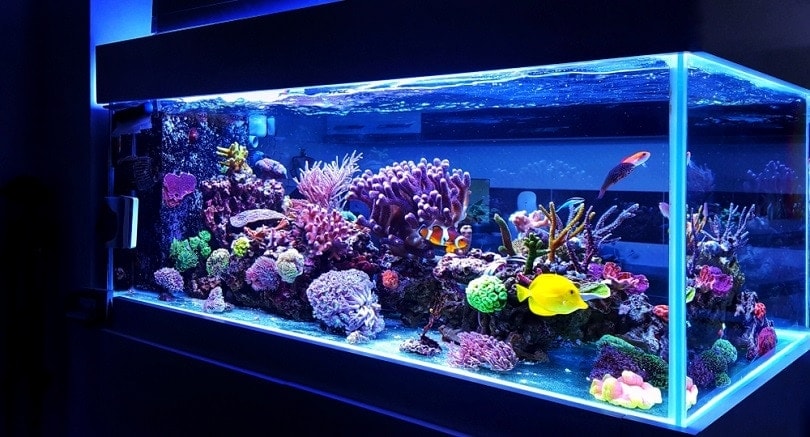 Saltwater-coral-reef-aquarium_Vojce_shutterstock