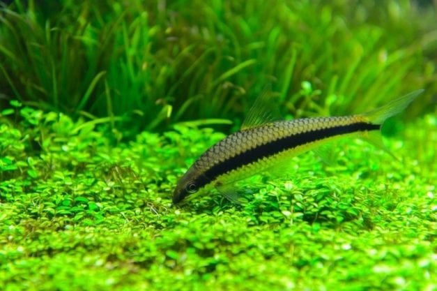 9 Best Algae Eater Fish to Help Keep Your Tank Clean (With Pictures ...