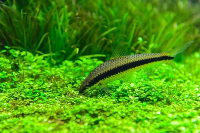 9 Best Algae Eater Fish to Help Keep Your Tank Clean (With Pictures ...