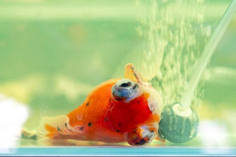Why Is My Goldfish Sitting at the Bottom of the Tank? 10 Vet-Reviewed