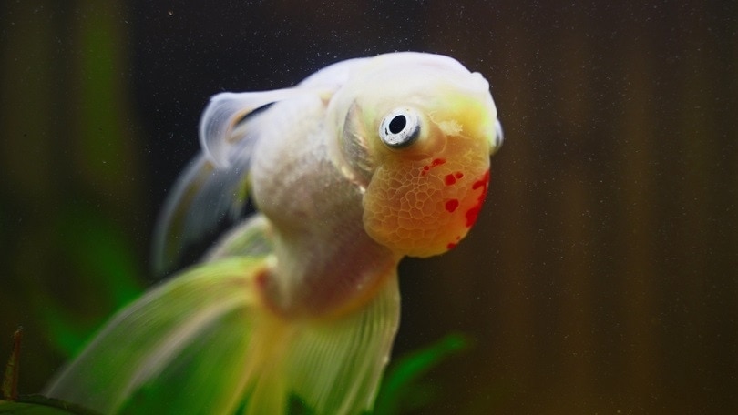 Sick-goldfish-swims-upside-down_M-Production_shutterstock