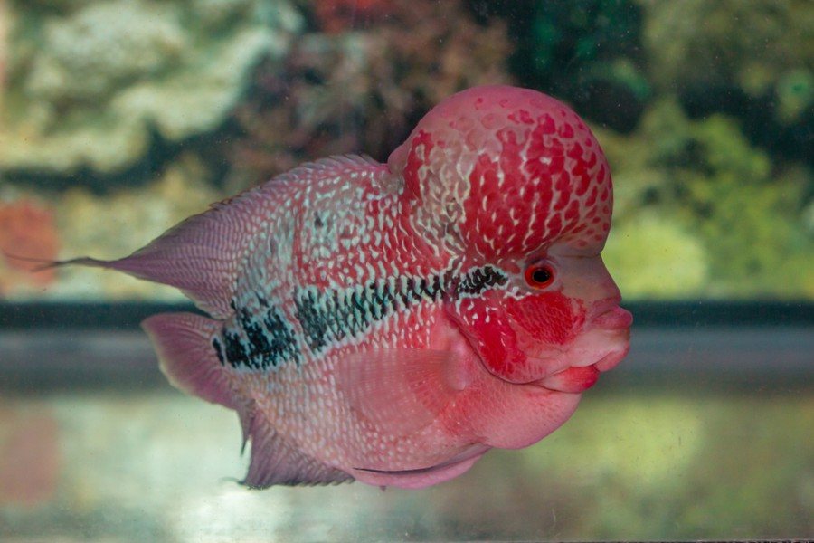 Single flowerhorn cichlid fish with nuchal hump in an aquarium