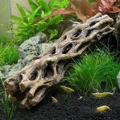 SubstrateSource Cholla Wood Aquarium feat