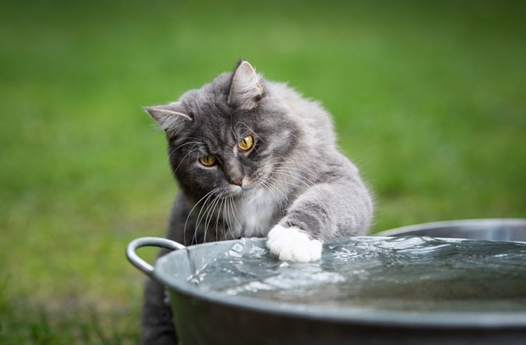 Picture of 5 Reasons Why Your Cat is So Obsessed with Water (Explained!) | Hepper ...
