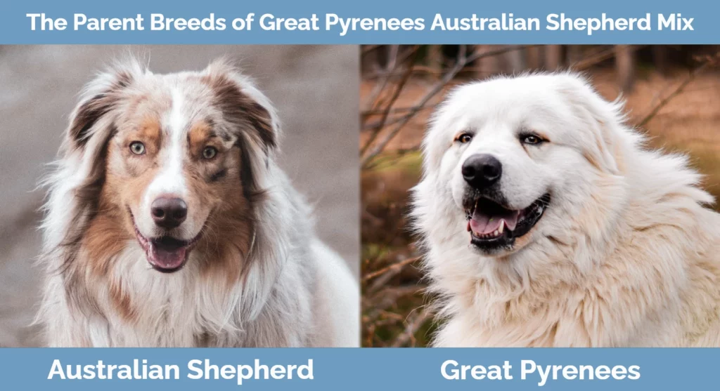 The parent breeds of Great Pyrenees Australian Shepherd Mix