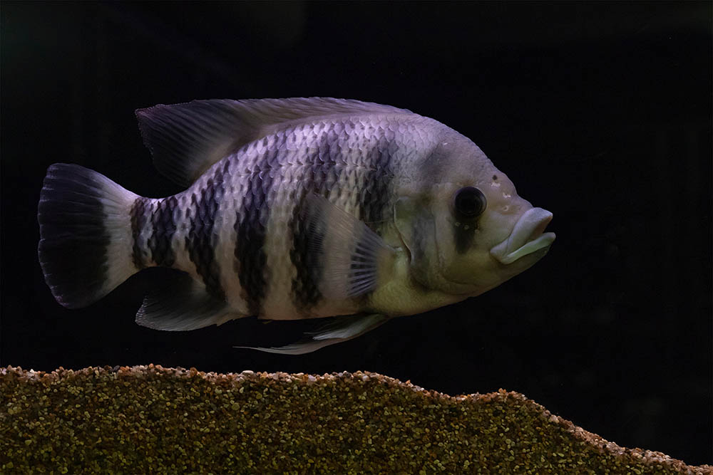 Tilapia buttikoferi buttie fish