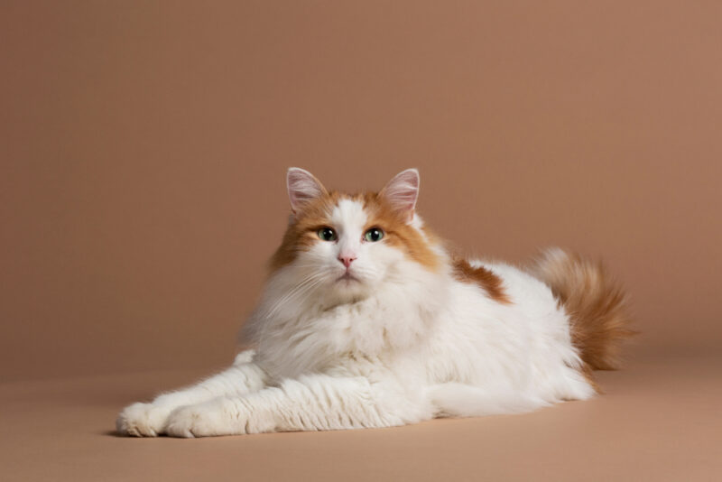 Turkish-van-cat-with-green-eyes-isolated-and-laying-on-a-brown-background