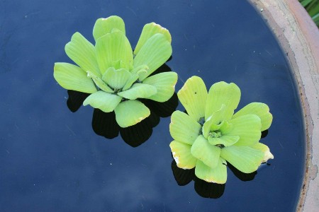 Water Lettuce