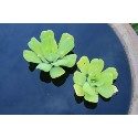 Water Lettuce