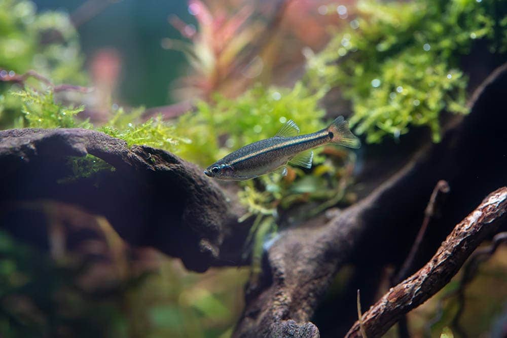 White Cloud Mountain Minnow inside the aquarium