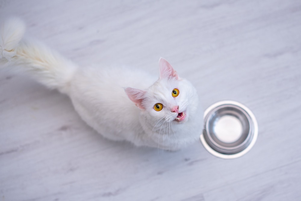 White cat asking for food with an empty bowl placed on the living room floor
