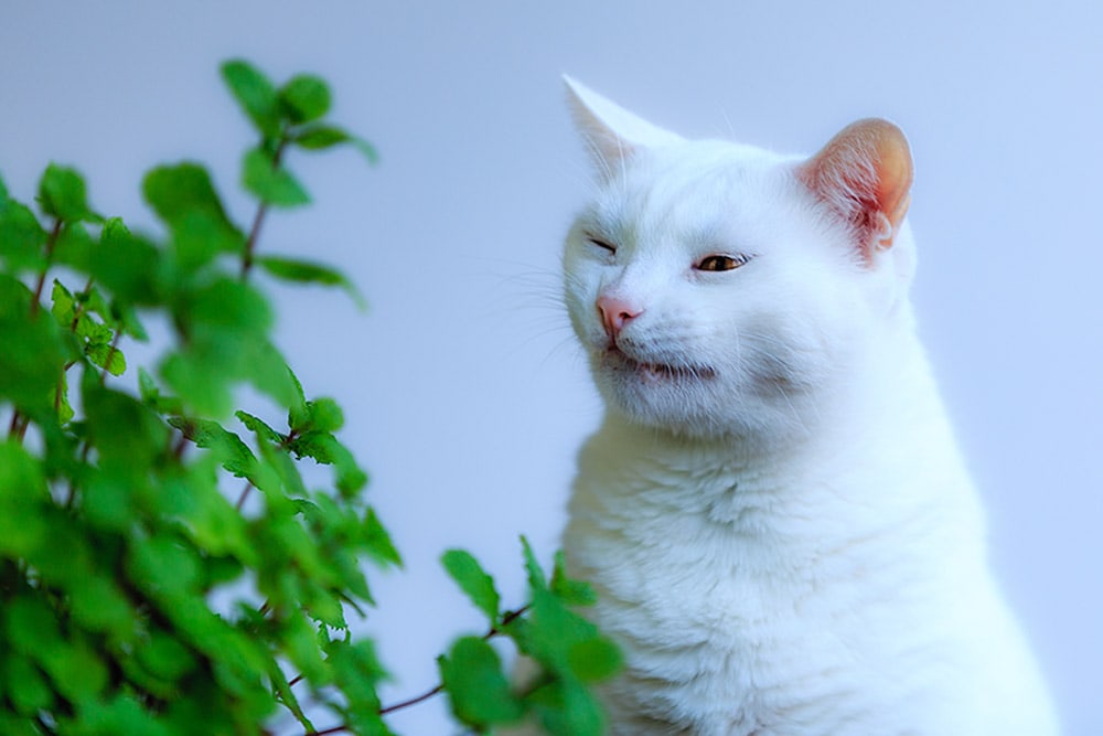 White cat doesnt like green plants