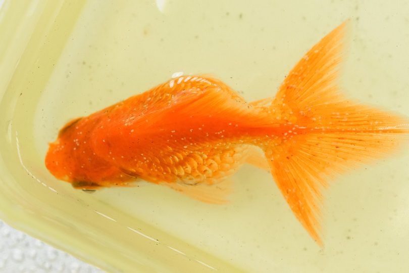 White spot disease in goldfish_Zay Nyi Nyi_shutterstock