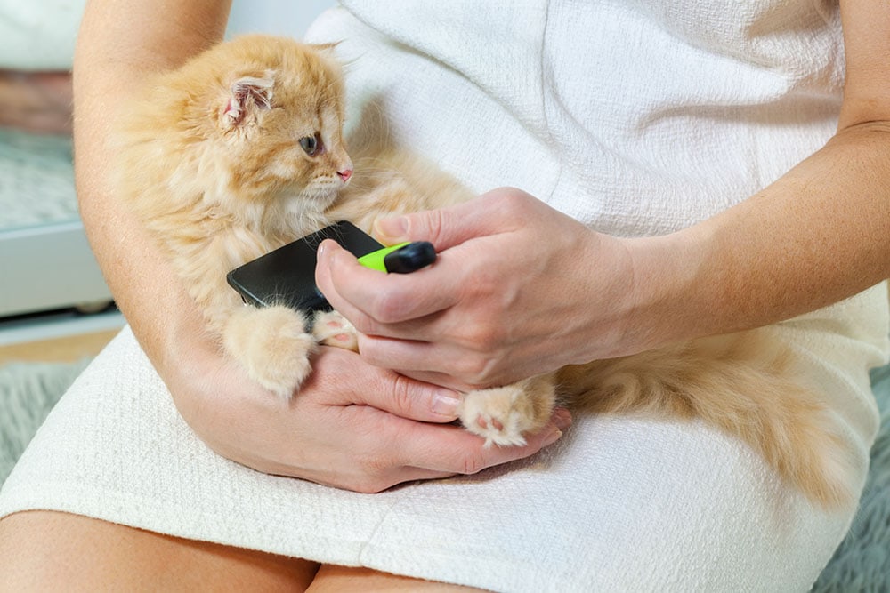 Woman holding and brushing her little kitten