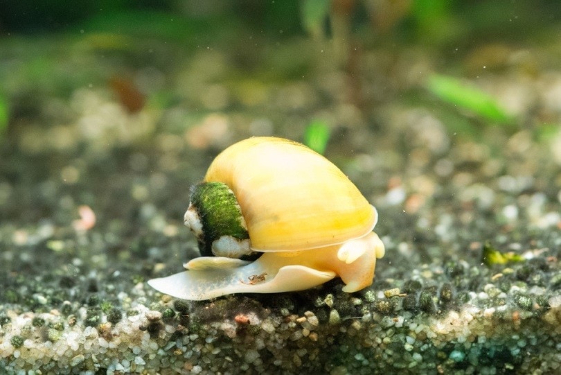 Yellow-apple-snail-with-shell-covered-with-green-algae_Corneliu-LEU_shutterstock