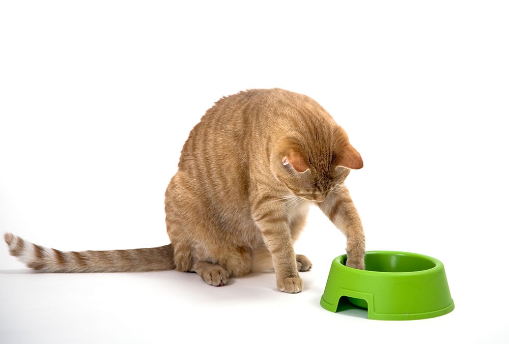 Young orange tabby house cat sitting low near empty bowl