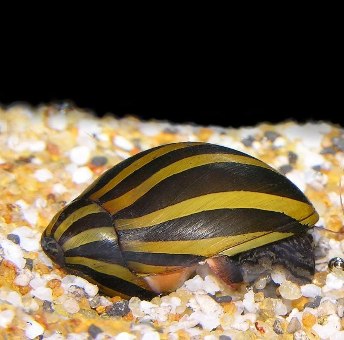 Zebra Nerite Snails