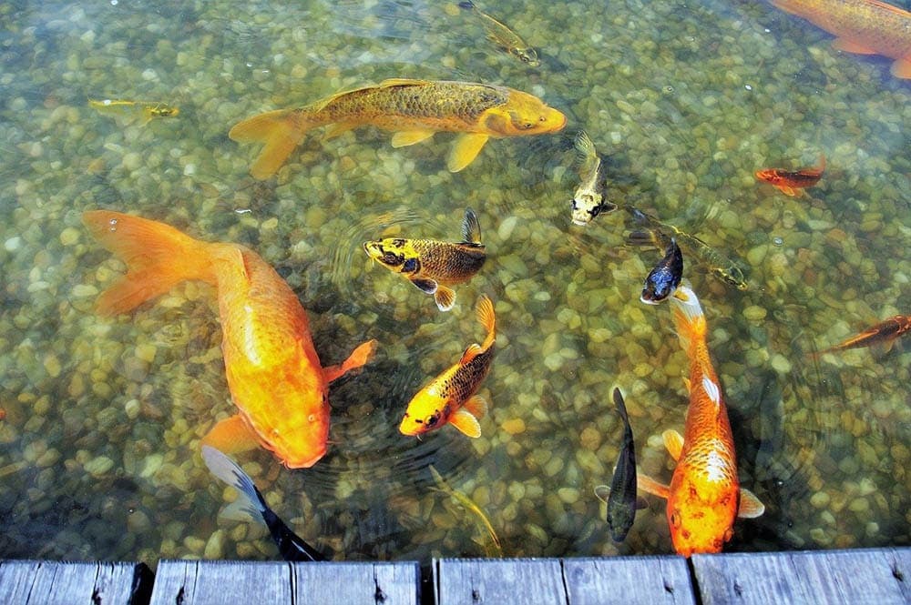 a koi pond